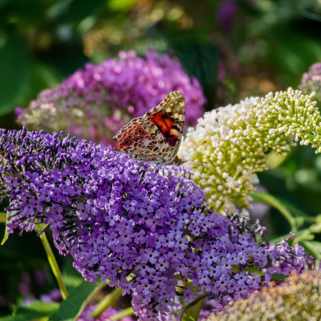 Vlinderstruik - Buddleja davidii Tricolour - Bloem Roze , Wit en Paars - 1 Plant - Bladverliezend - Vlinderlokkend -  Pot 17cm Hoogte 30cm