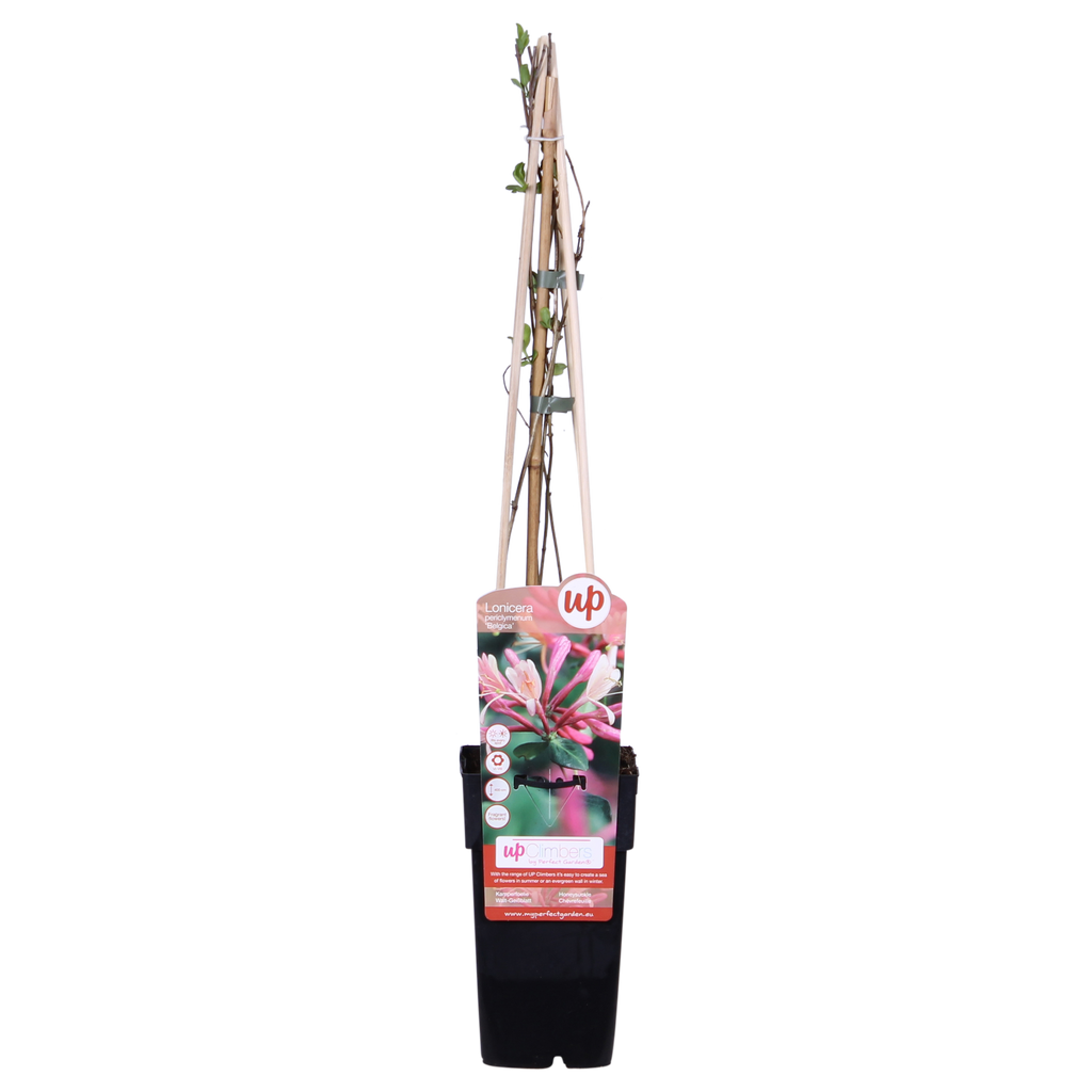 Lonicera periclymenum 'Belgica' - Ø15cm - ↕65cm