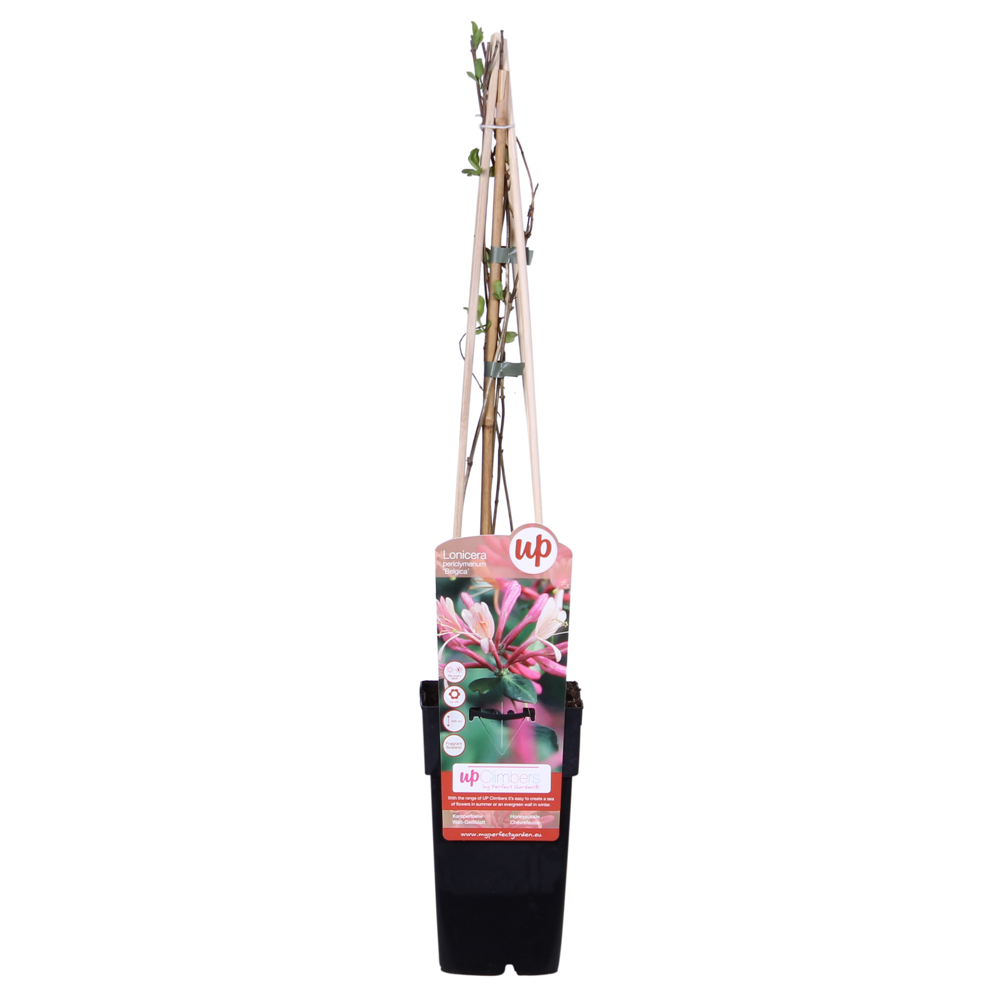 Lonicera periclymenum 'Belgica' - Ø15cm - ↕65cm