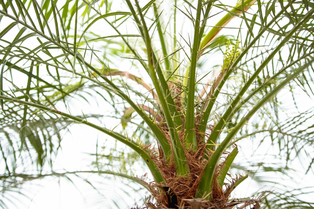 Phoenix Roebelenii op stam - 190cm - 190cm