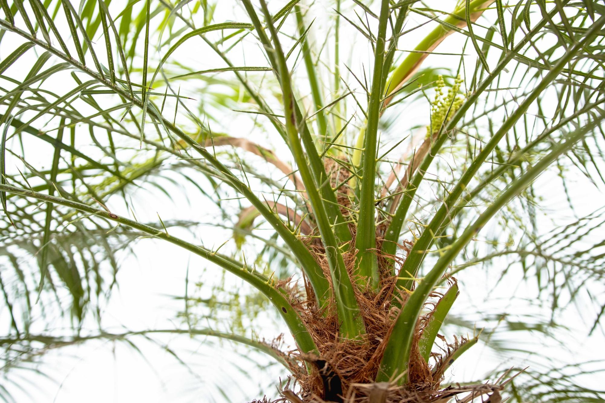 Phoenix Roebelenii op stam - 190cm - 190cm