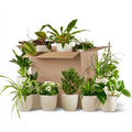 Groene Tweede Kans Box (12 stuks) - incl. 12 x pot Potter wit