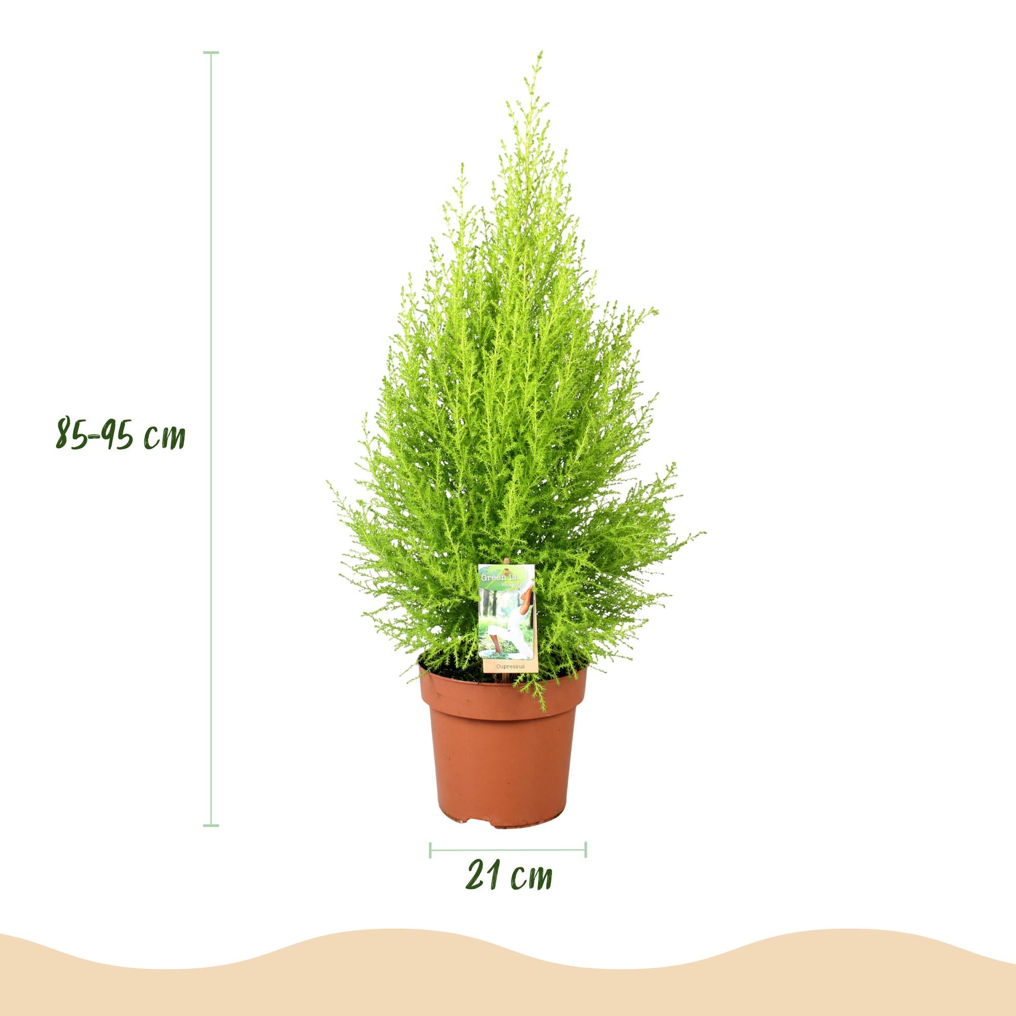 Kamerplanten - Cupressus Gold Crest Wilma - Kamer conifeer - Weinig onderhoud - Groen - 1 Plant - met Potter Grijs - Pot 21cm - Hoogte 85-95cm