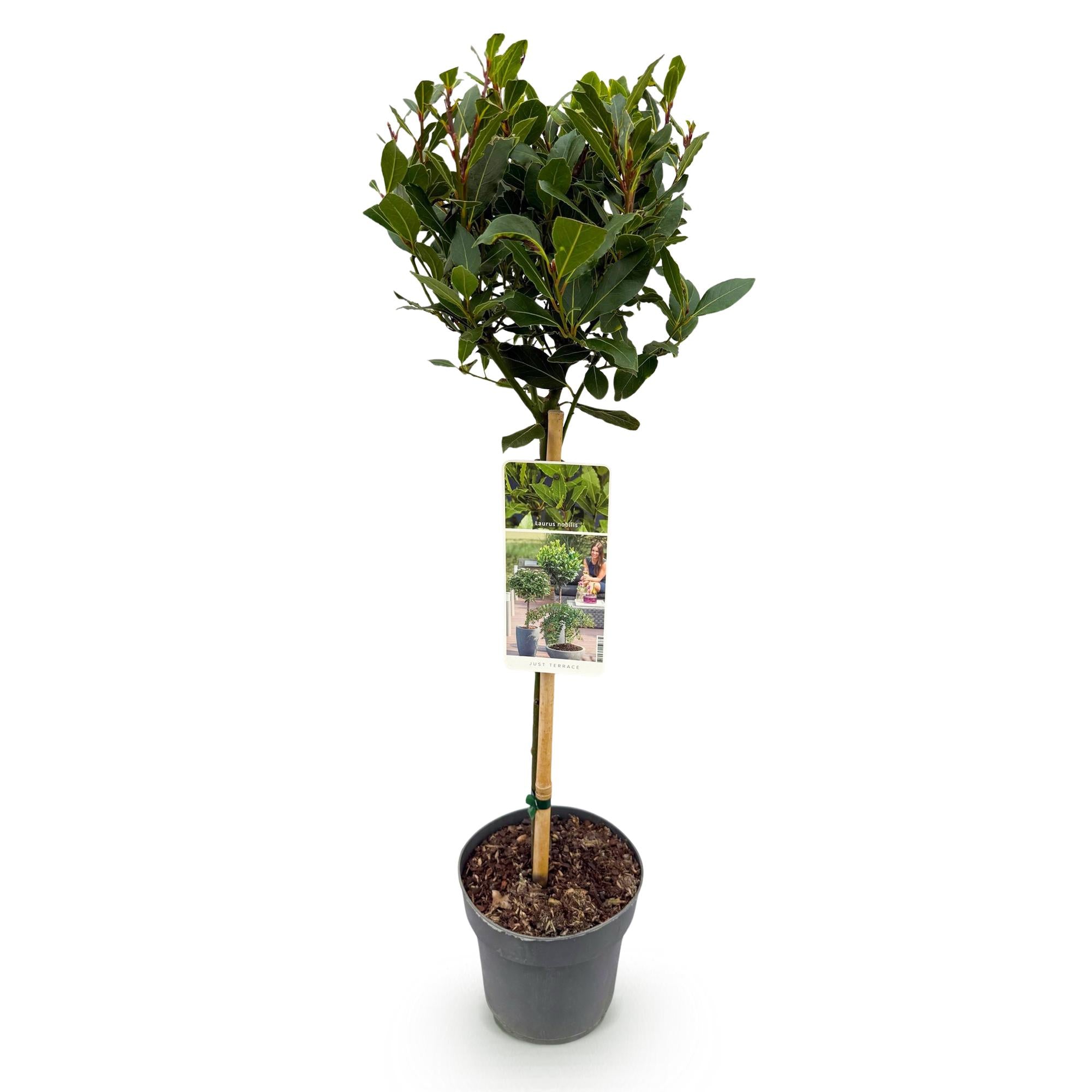 Plant op Stam - Laurus nobilis - Terras Plant - Bladhoudend - Winterhard - Groen Blad - Pot 19cm Hoogte 90cm