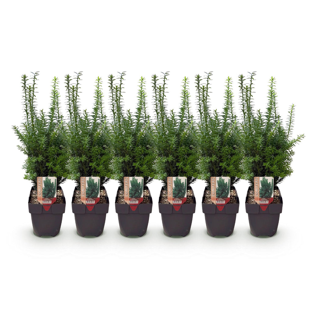 Haagplanten - Taxus media Hilii - blad groen - 6 planten - 1 strekkende meter - groenblijvend - pot 17cm hoogte 60cm