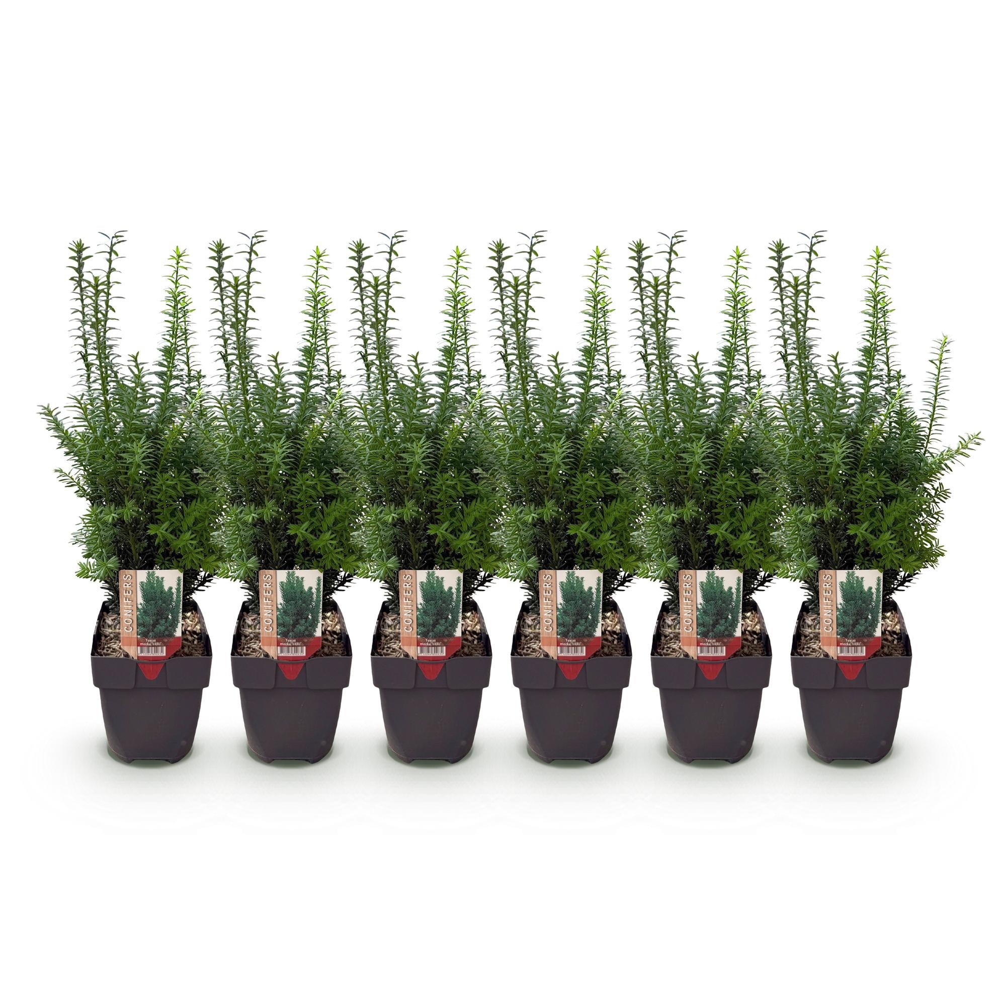 Haagplanten - Taxus media Hilii - blad groen - 6 planten - 1 strekkende meter - groenblijvend - pot 17cm hoogte 60cm