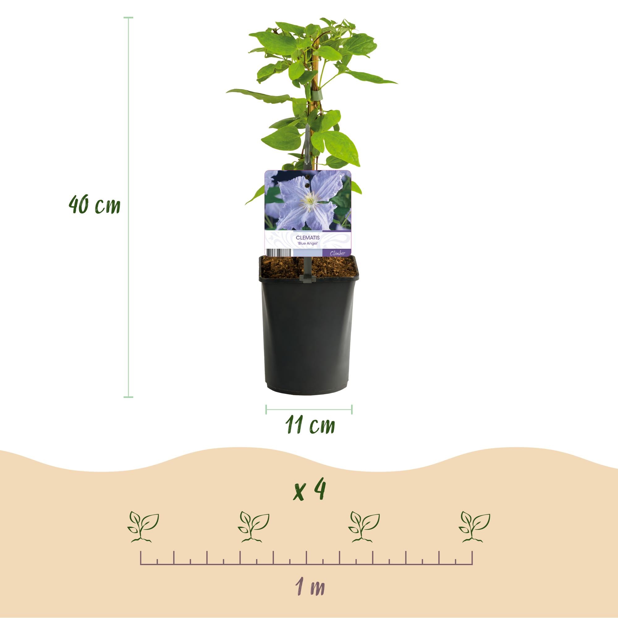 Klimplant - Clematis Blue Angel - Bloem Licht Blauw - Weinig onderhoud -2 planten -  Pot 11cm Hoogte 40cm