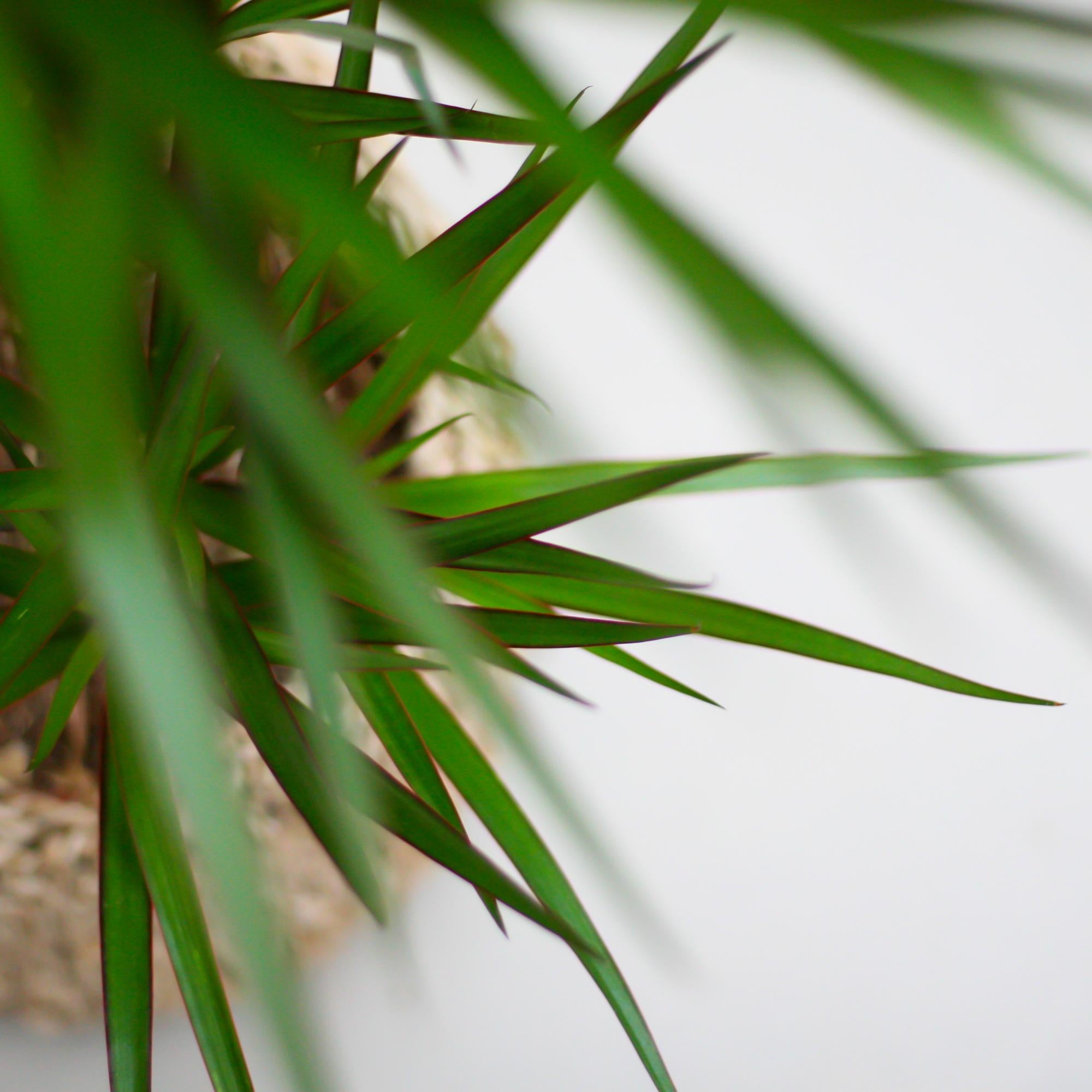 Dracaena Marginata met Potter pot grijs - 95cm - Ø21