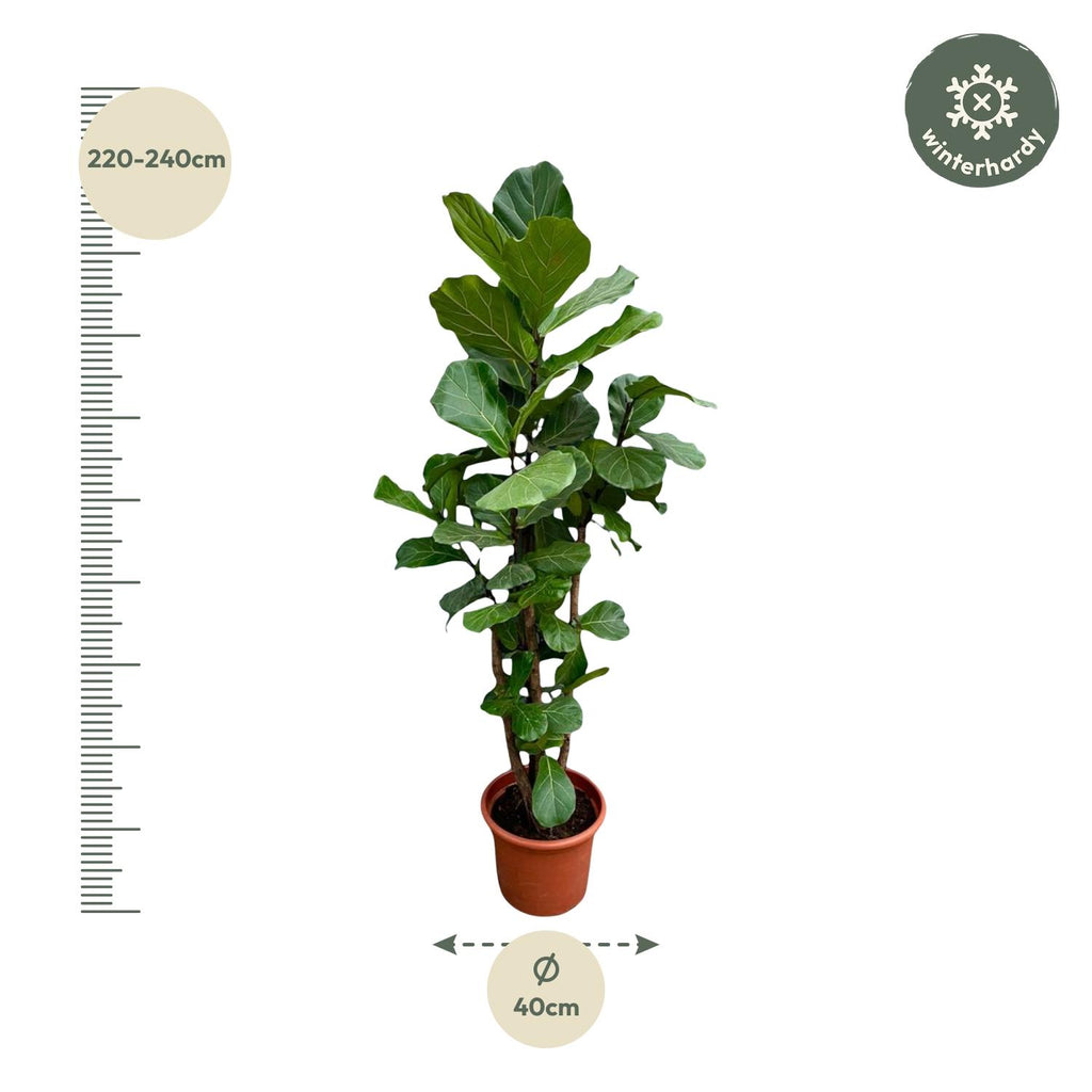 Ficus Lyrata vertakt XXL - 200cm - ø45-50 cm