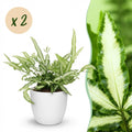Kamerplant - Pteris cretica Albolineata - Lintvaren - Huisdiervriendelijke Plant - Groen - 2 Planten - met Potter Wit - Pot 12cm - Hoogte 20cm