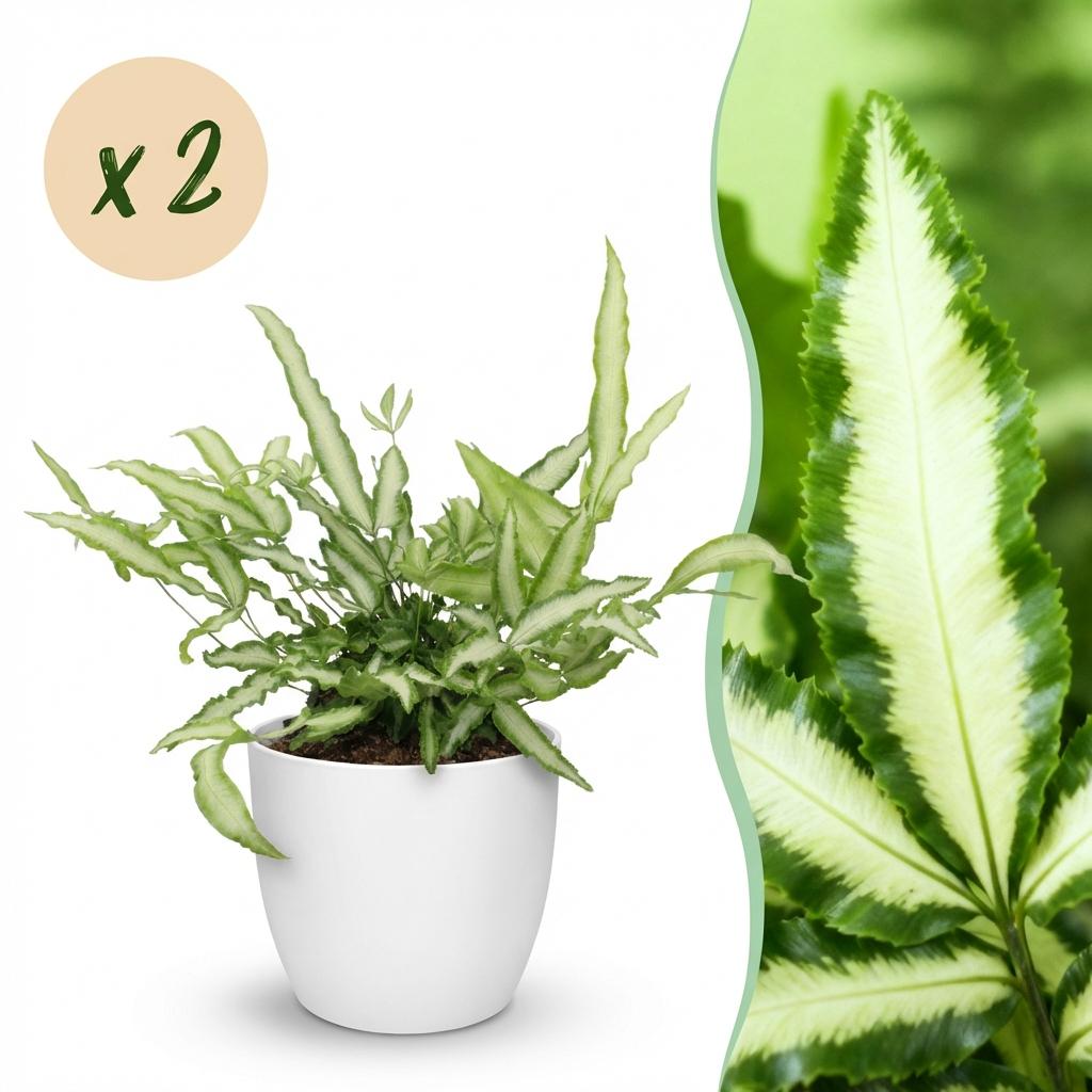 Kamerplant - Pteris cretica Albolineata - Lintvaren - Huisdiervriendelijke Plant - Groen - 2 Planten - met Potter Wit - Pot 12cm - Hoogte 20cm