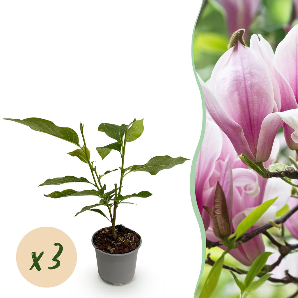 Tuinplant - Magnolia George Henry Kern - Bloem Roze - 3 Planten - Bladverliezend - Weinig Onderhoud - Pot 12cm Hoogte 30cm
