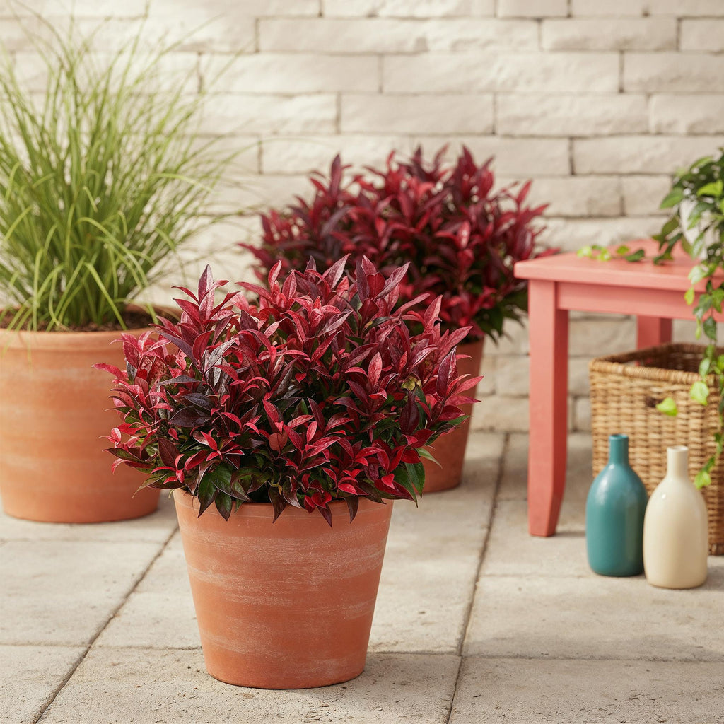 Tuinplant - Leucothoe Zeblid - Rood - 1 Plant - Groenblijvend - Weinig Onderhoud - Pot 17cm Hoogte 45cm