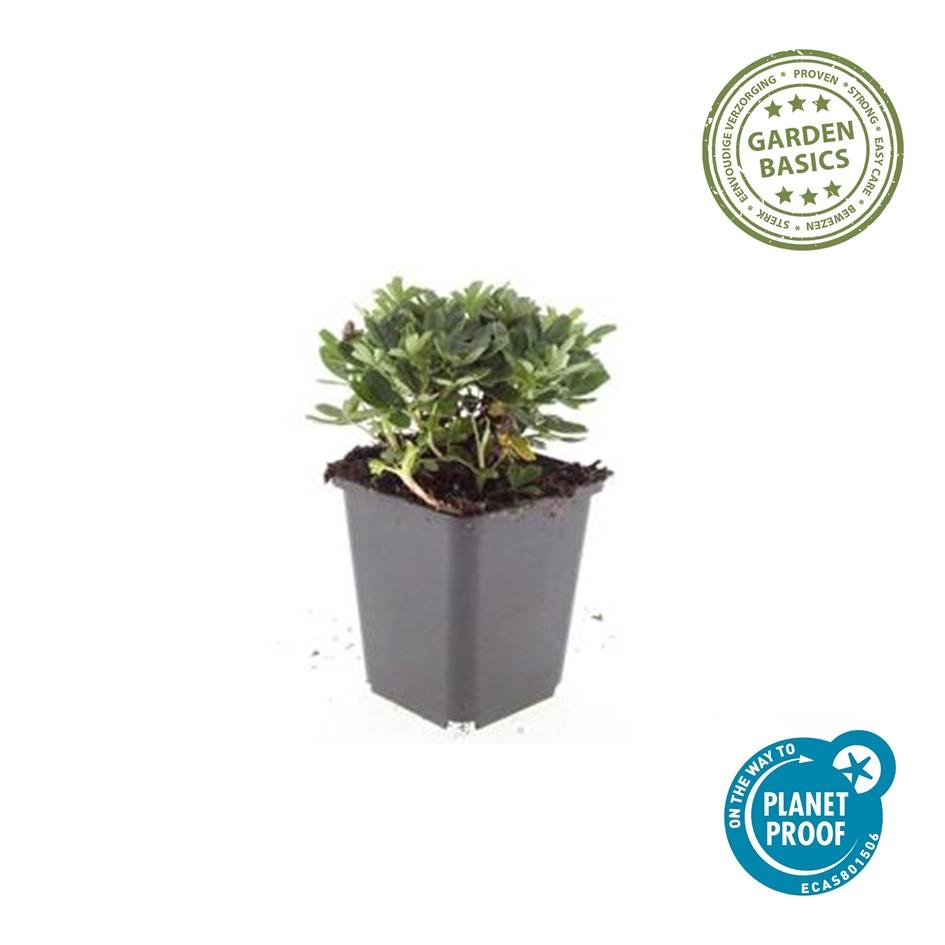 48x Potentilla tridentata 'Nuuk' - ↕10-25cm - Ø9cm