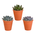 Echeveria mix 8.5 cm - 3x - in terracotta pot