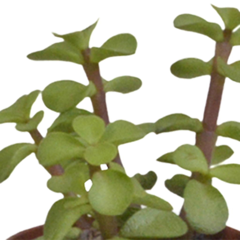 Vetplanten mix 5.5 cm - 10x - zonder pot