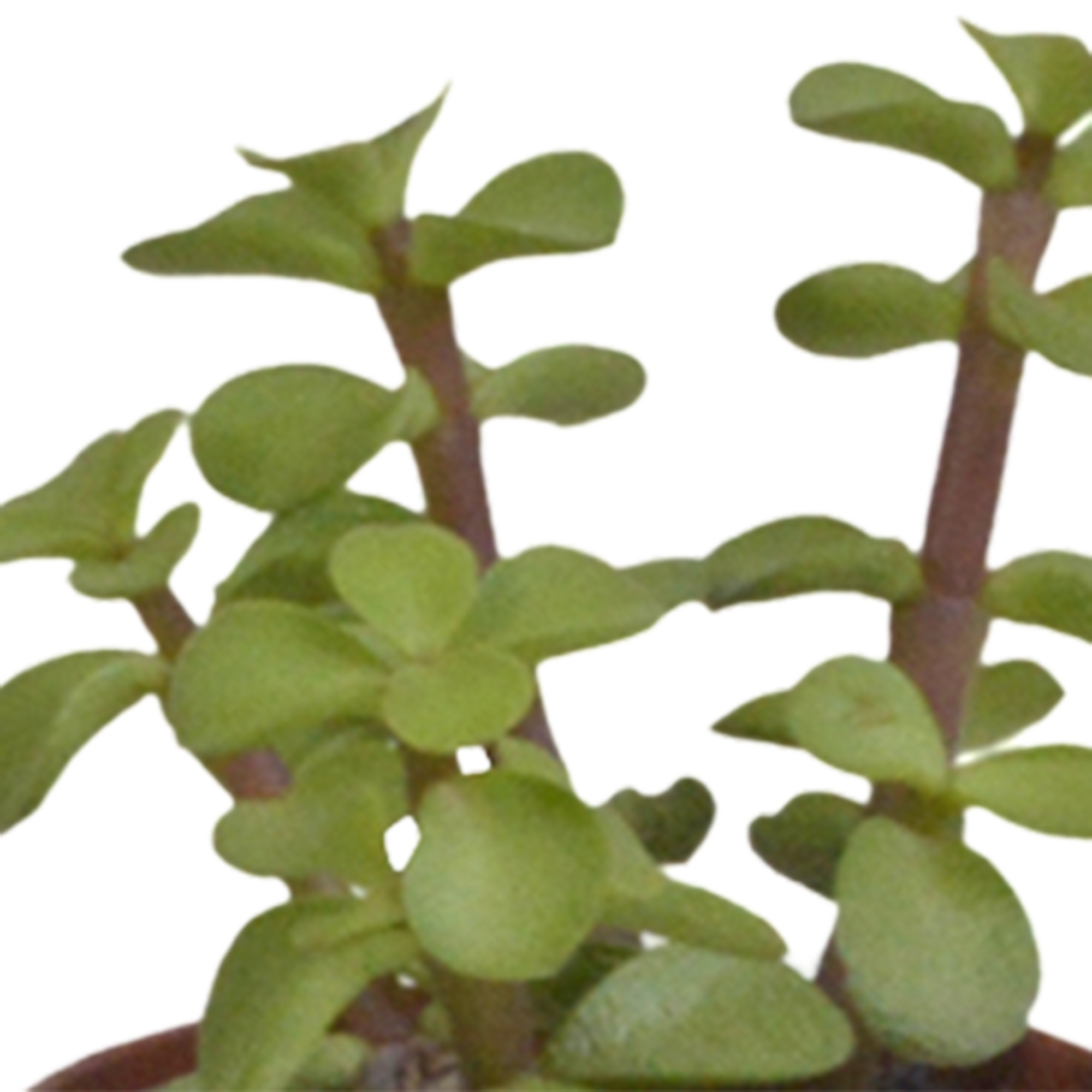 Vetplanten mix 5.5 cm - 10x - zonder pot