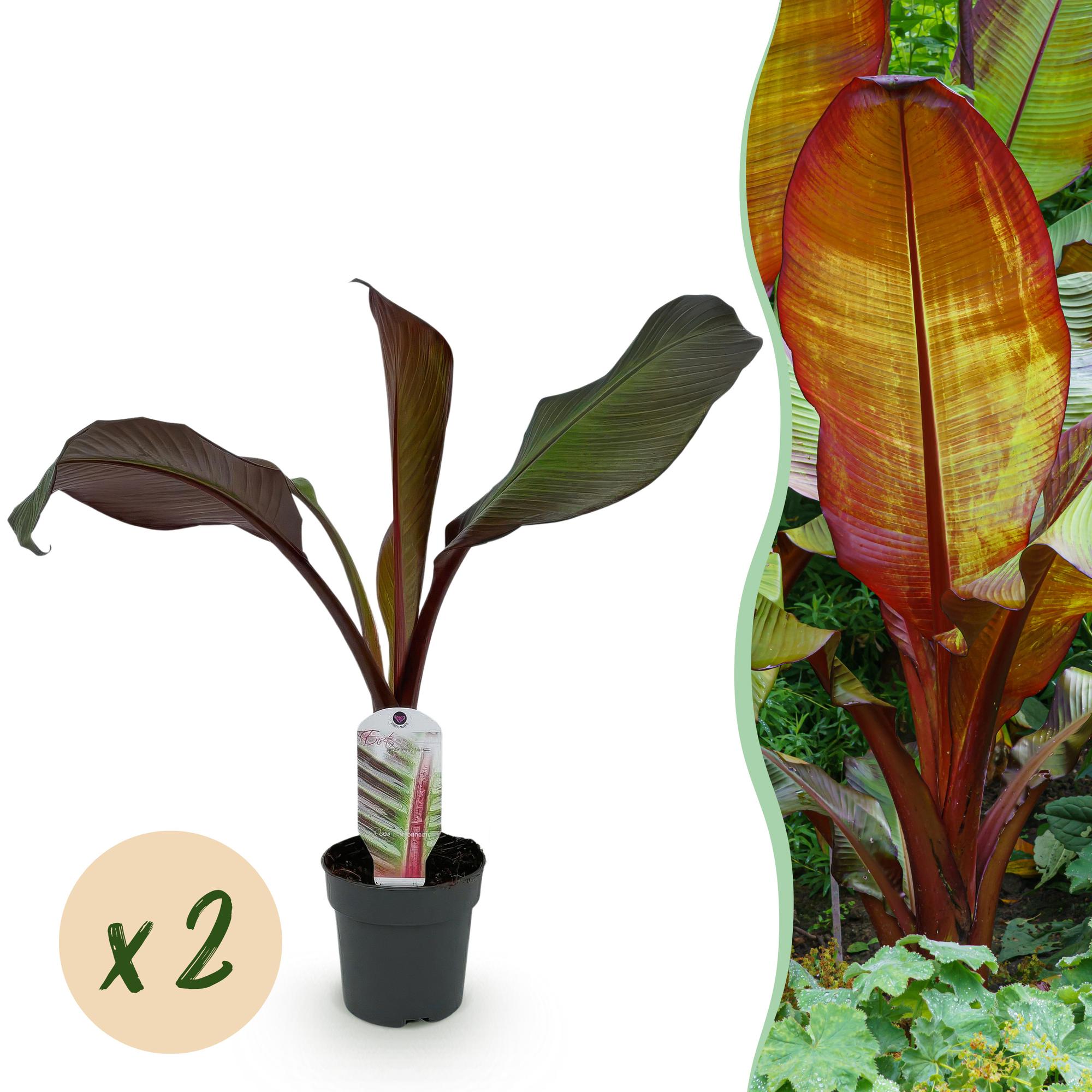 Fruitplant - Bananen plant - Ensete ventricosum Maurelli - Winterhard - 2 planten - Pot 12cm Hoogte 30cm