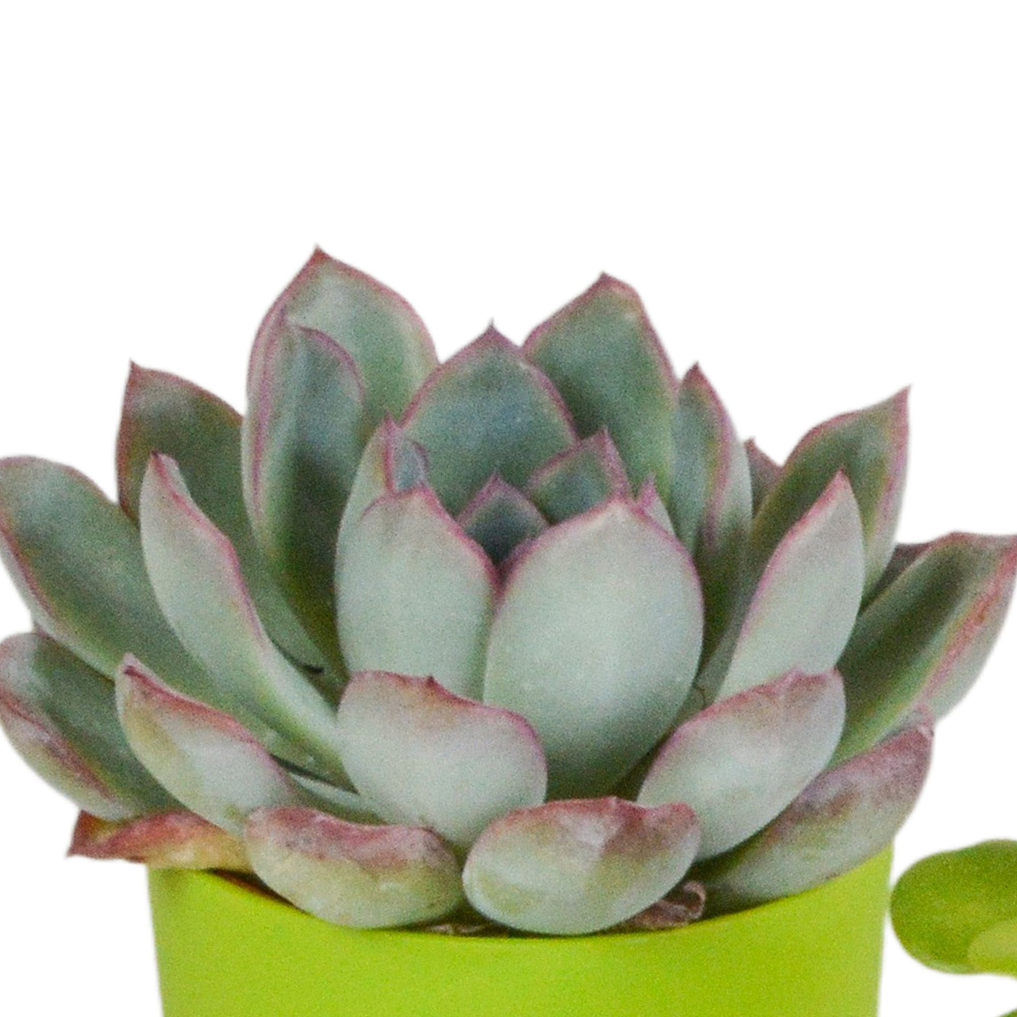 Vetplanten mix 5.5 cm - 5x - in gekleurde plasticpot