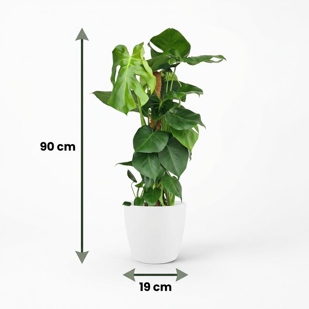 Kamerplant - Gatenplant - Monstera Deliciosa mosstok - Groen - Weinig onderhoud - 1 Plant - met Potter Wit - Pot 19cm - Hoogte 90cm