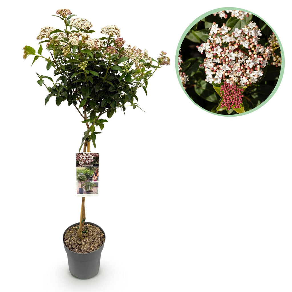 Plant op Stam - Viburnum tinus - Terras Plant - Bladhoudend - Winterhard - Wit-Roze Bloem - Pot 19cm Hoogte 90cm