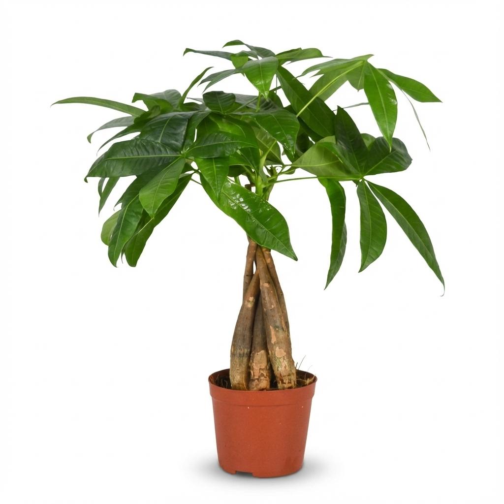 Kamerplant - Geldboom - Pachira Aquatica - Groen - Weinig onderhoud - 1 Plant - Pot 12cm - Hoogte 40 - 50cm