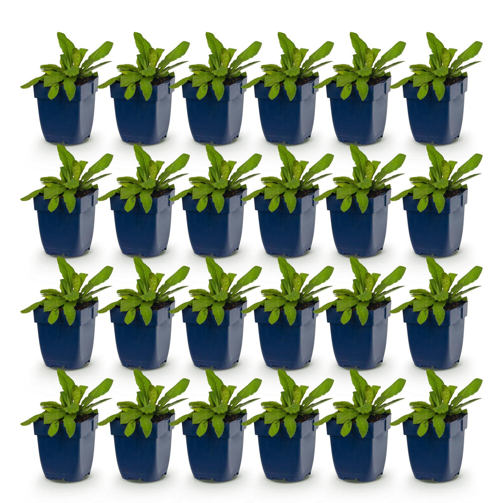 Vasteplant - Knautia macedonica - Beemdkroon - Bijen- en vlinderlokkers - Donker Rood - 24 Planten - Pot 11cm - Hoogte 15-25cm