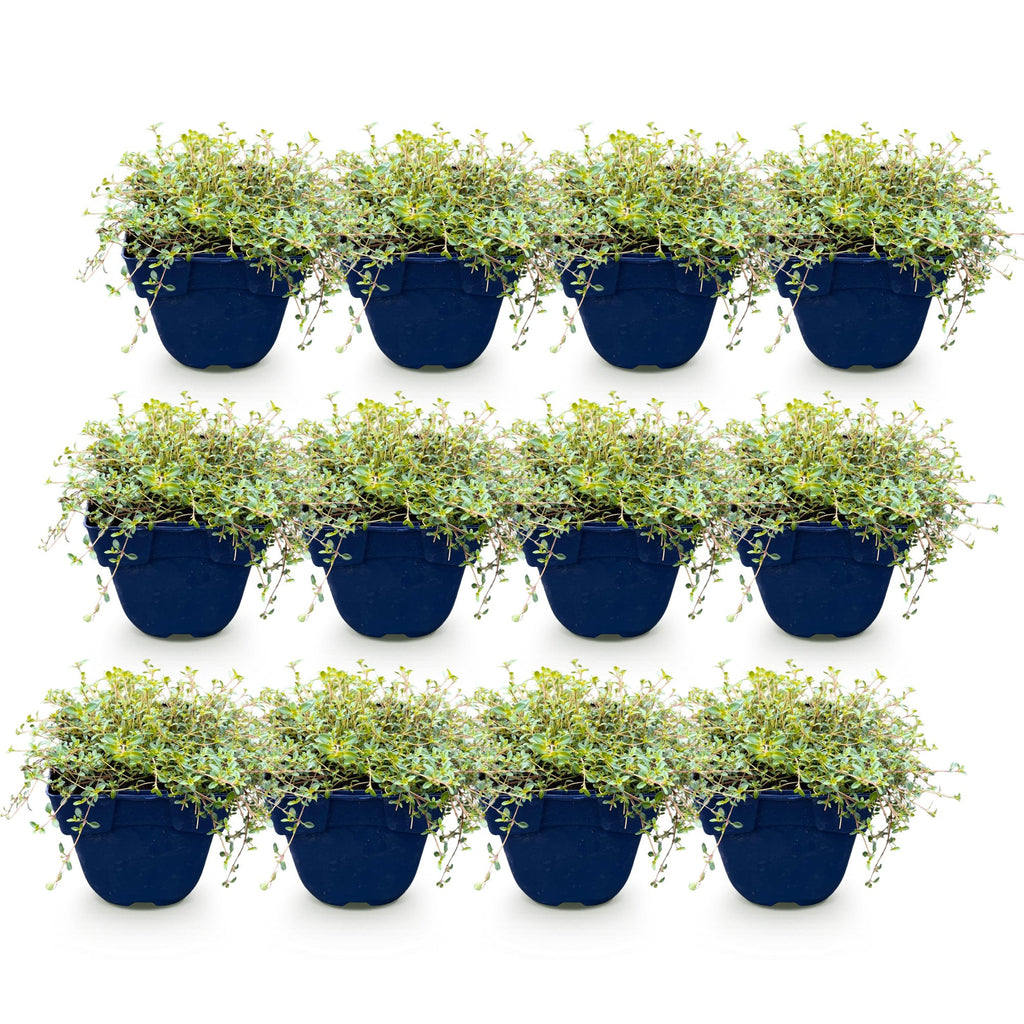 Vasteplant - Thymus praecox Minor - KruipTijm - Geurend - Roze - 12 Planten - Pot 11cm - Hoogte 15-25cm