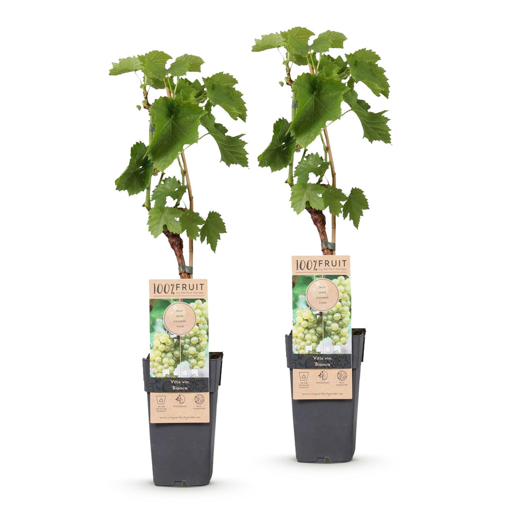 Fruitplant - Vitis vinifera Bianca - Druivenplant - Geent - Witte Druif - 2 Planten - Pot 15cm - Hoogte 50cm