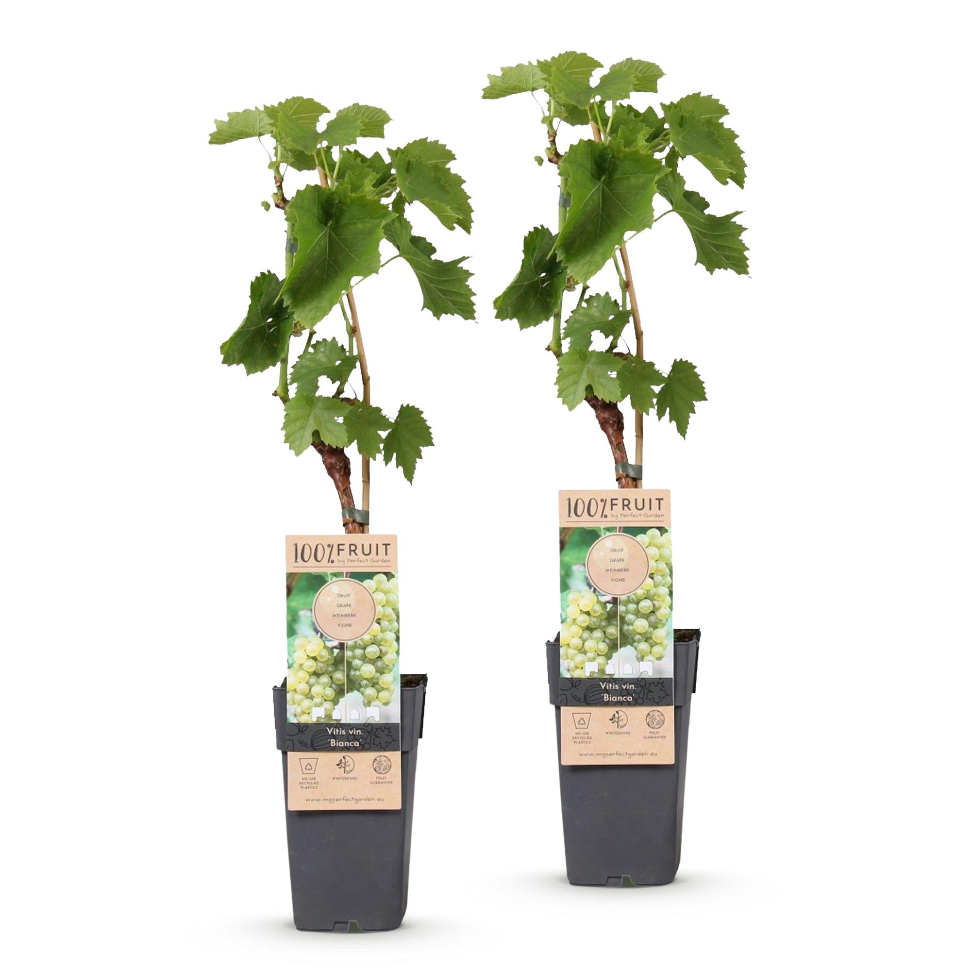 Fruitplant - Vitis vinifera Bianca - Druivenplant - Geent - Witte Druif - 2 Planten - Pot 15cm - Hoogte 50cm