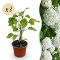 Tuinplant - Hydrangea arborescens Annabelle - Pluimhortensia - Winterhard - Wit - 3 Planten - Pot 12cm - Hoogte Hoogte 20-30cm