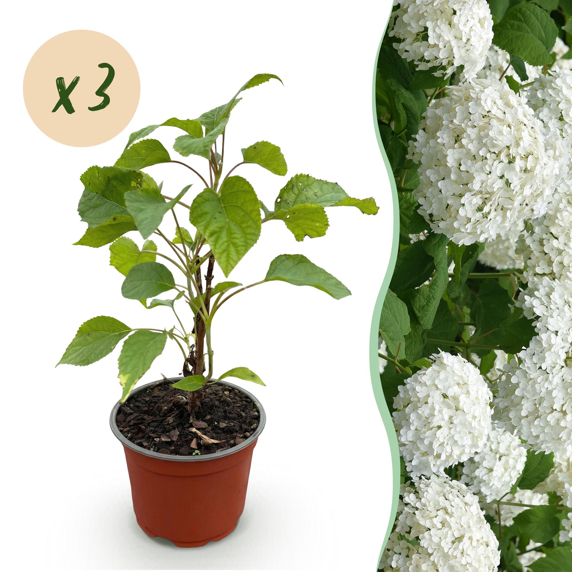 Tuinplant - Hydrangea arborescens Annabelle - Pluimhortensia - Winterhard - Wit - 3 Planten - Pot 12cm - Hoogte Hoogte 20-30cm