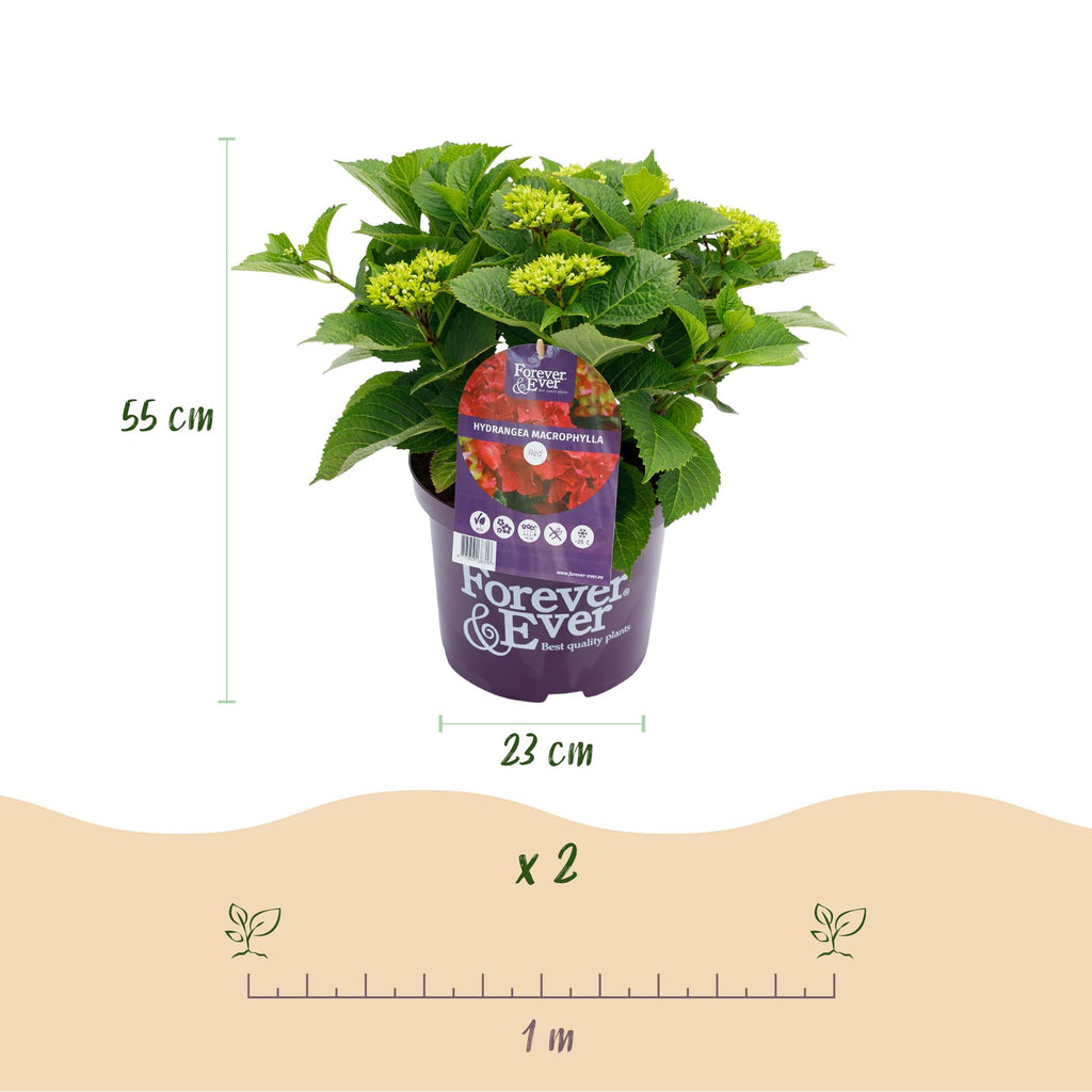 Terrasplant - Hortensia - Hydrangea Forever & Ever - Rood - 7-12 Bloemen - 2 Planten - Pot 23cm Hoogte 55cm
