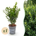 8x Buxus sempervirens - Palmboompje - Haagplanten - Groenblijvend - Groen - Pot 9cm - Hoogte 20-25cm