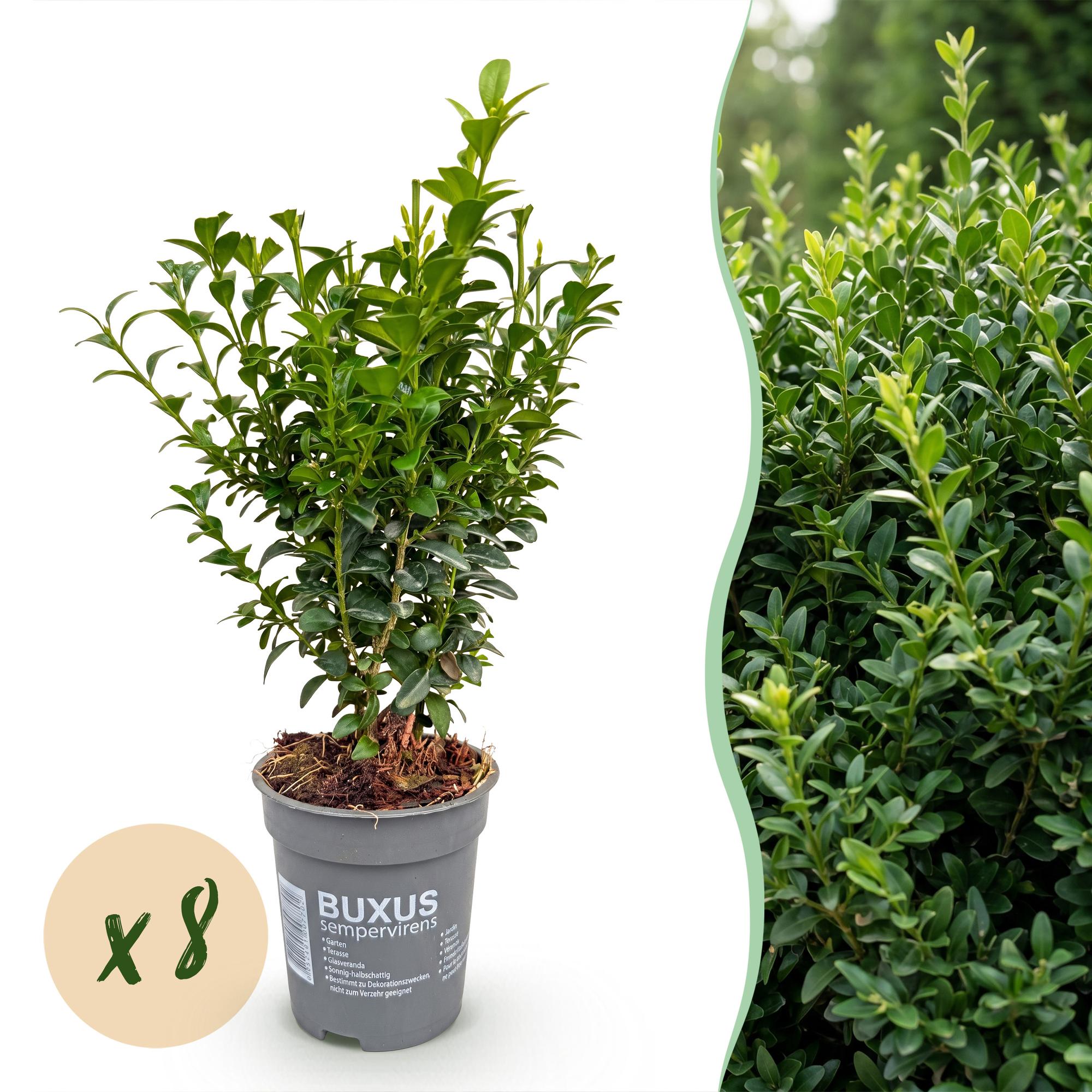 8x Buxus sempervirens - Palmboompje - Haagplanten - Groenblijvend - Groen - Pot 9cm - Hoogte 20-25cm
