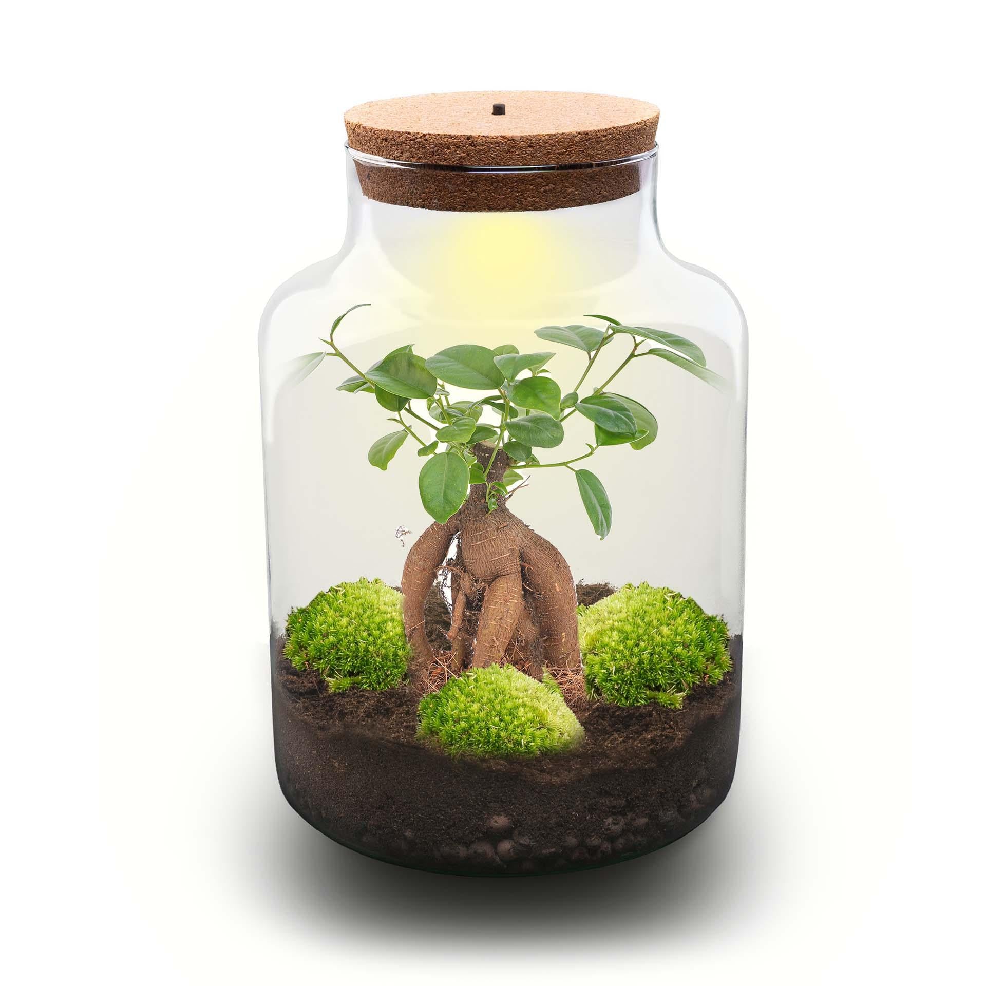 DIY Planten terrarium met licht - Milky Bonsai - Ø 21 cm ↑ 30 cm - Rake + Shovel