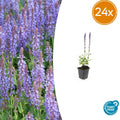 24x Salvia nem. 'Caradonna' - ↕10-25cm - Ø9cm