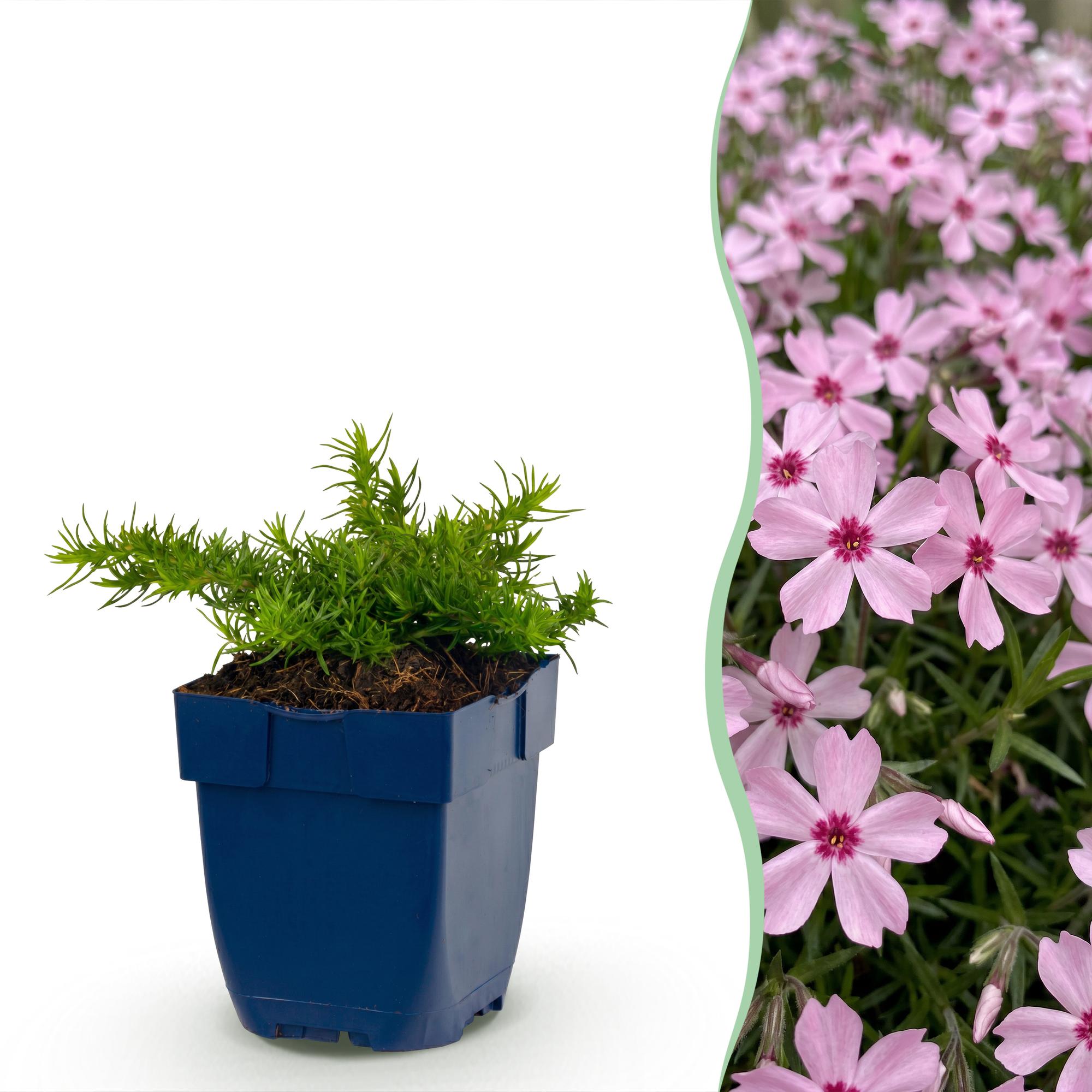 Vasteplant - Phlox Rosette - Vlambloem - Bodembedekkend - Roze - 1 Plant - Pot 11cm - Hoogte 15-25cm