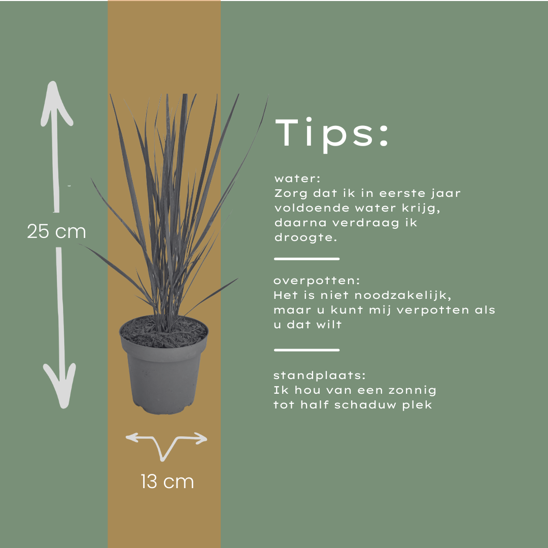 3x Panicum virgatum ‘Northwind’ – Sterk opgaand siergras met strakke groeivorm | Potmaat 12 cm