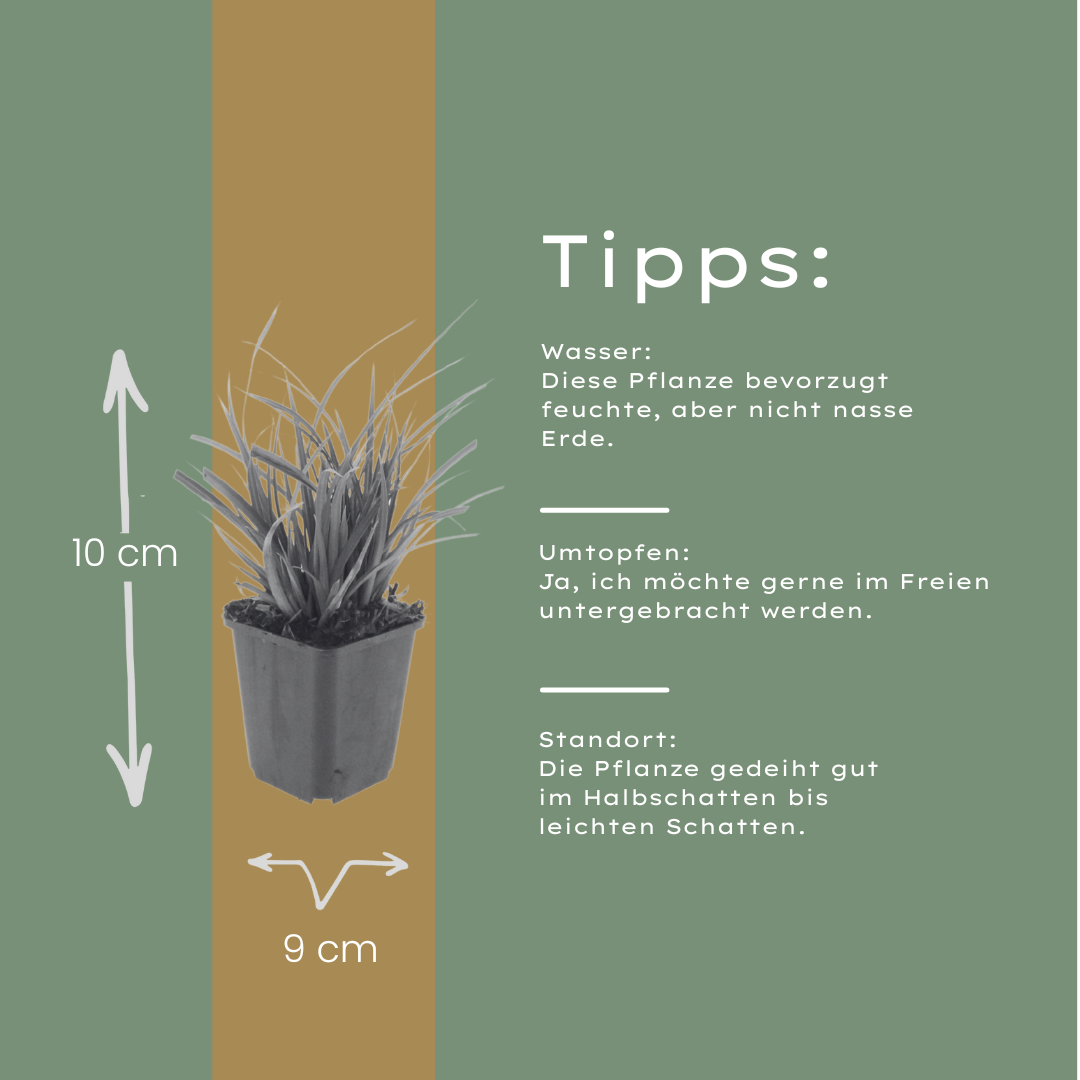 60x Carex morrowii - ↕10-25cm - Ø9cm