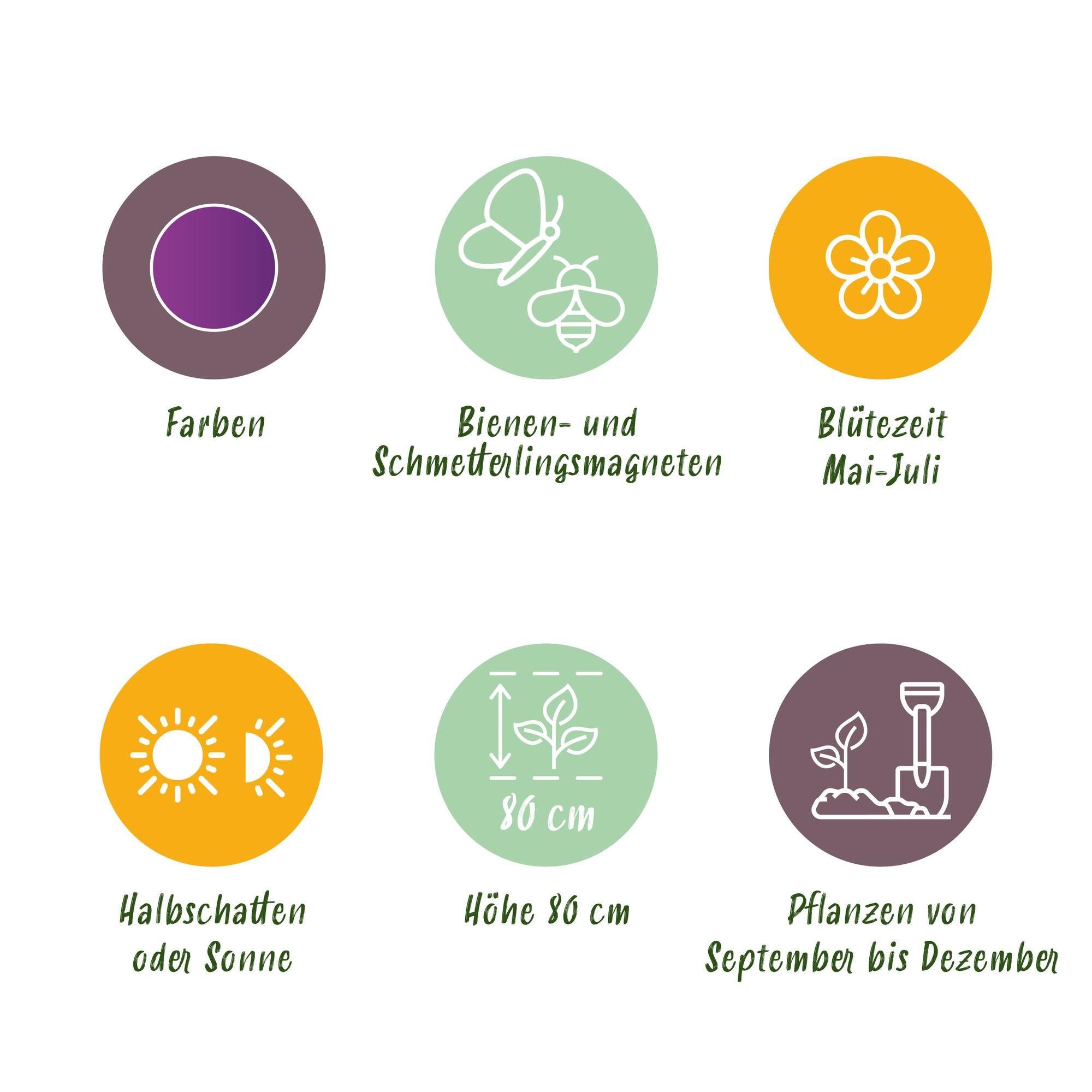 Bloembollen - Allium Purple Sensation - Kleur Paars - 15 stuks - Bolmaat 10/12 - XXL Pack