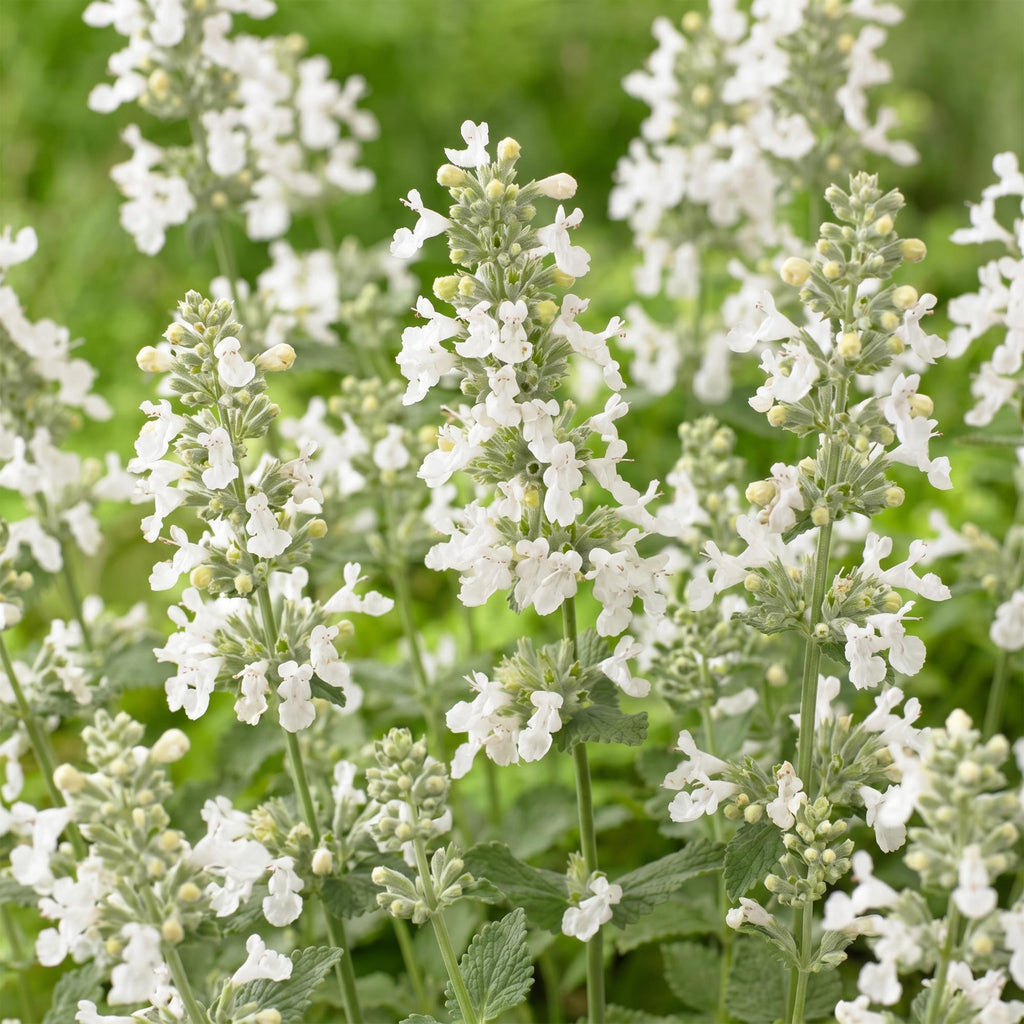 Vasteplant - Nepeta faassenii Snowflake - Kattenkruid - Bijen en Vlinderlokkers - Wit - 24 Planten - Pot 11cm - Hoogte 15-25cm