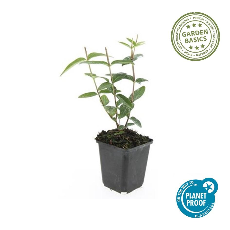 48x Hypericum inodorum 'Rheingold' - ↕10-25cm - Ø9cm