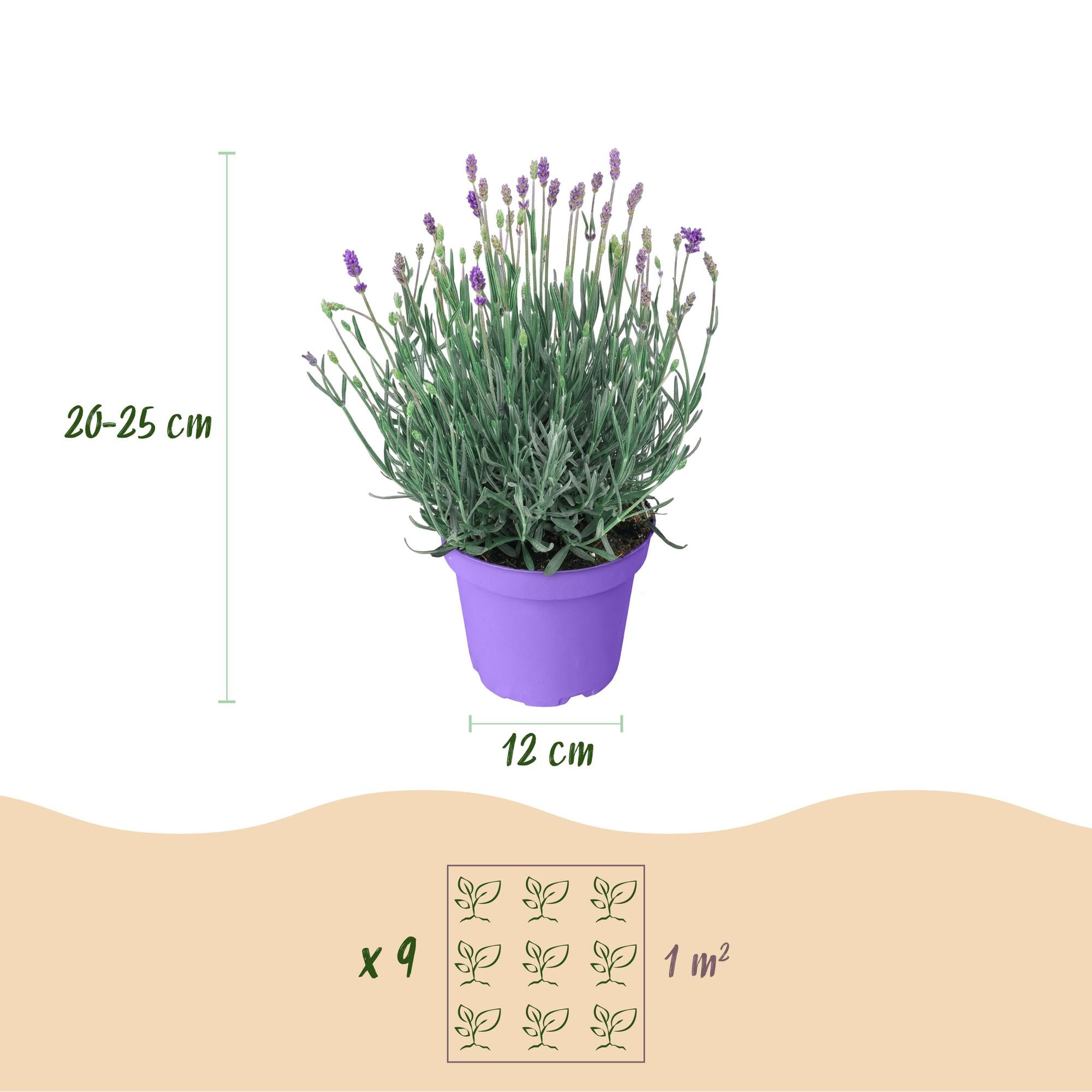 Tuinplant - Lavandula angustifolia Munstead - Lavendel - Winterhard - Paars - 9 Planten - Pot 12cm - Hoogte 15-25cm