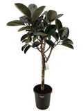 ficus elastica burgundy - 150 cm