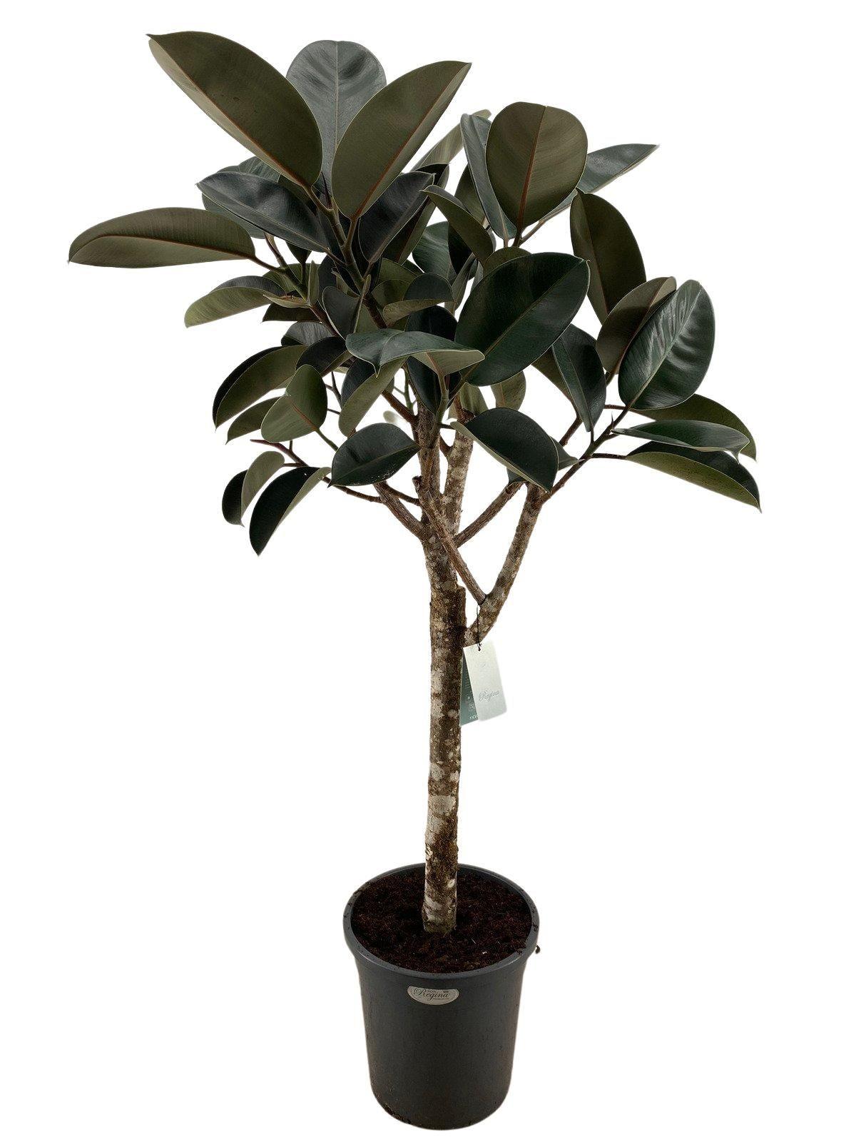 ficus elastica burgundy - 150 cm