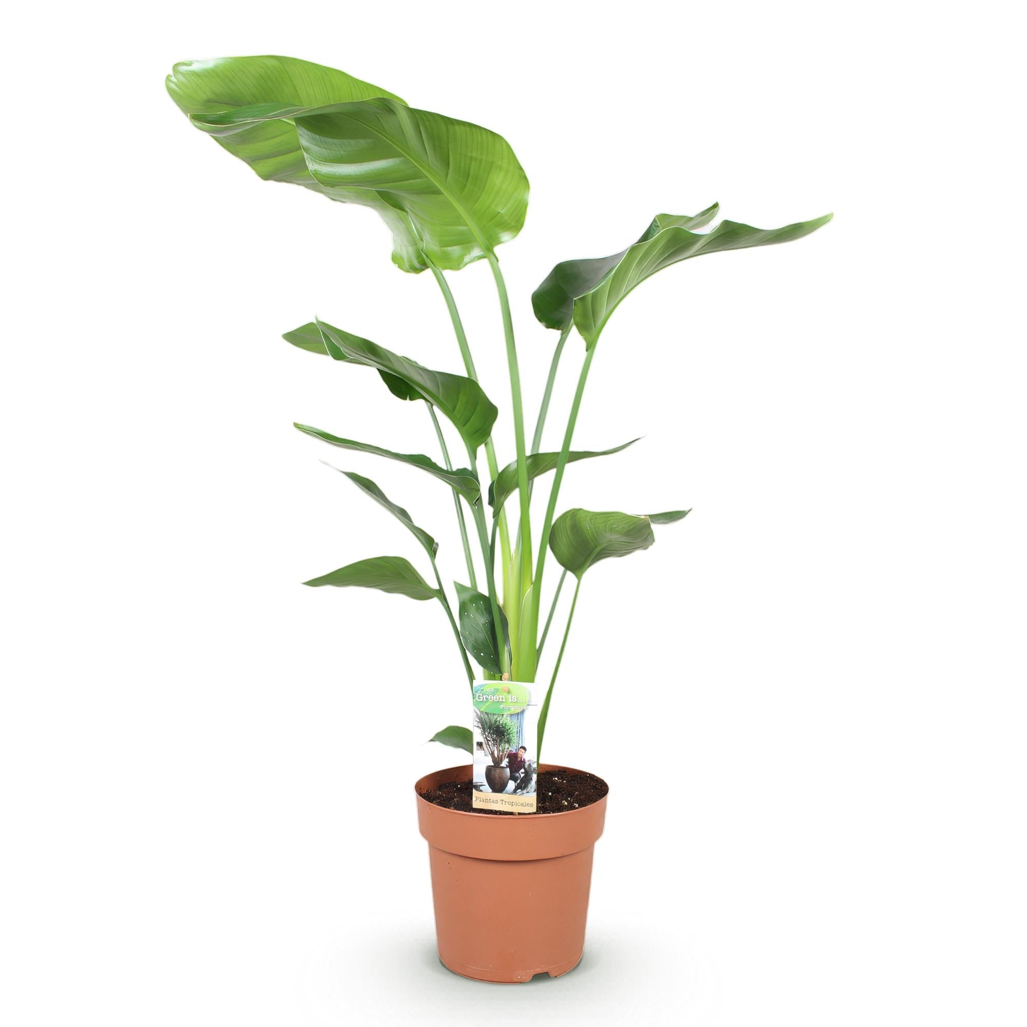 Green is... Kamerplanten - Stelitzia Nicolai - Paradijsvogelbloem - Weinig onderhoud - Groen - 1 Plant - Pot 21cm - Hoogte 110-120cm