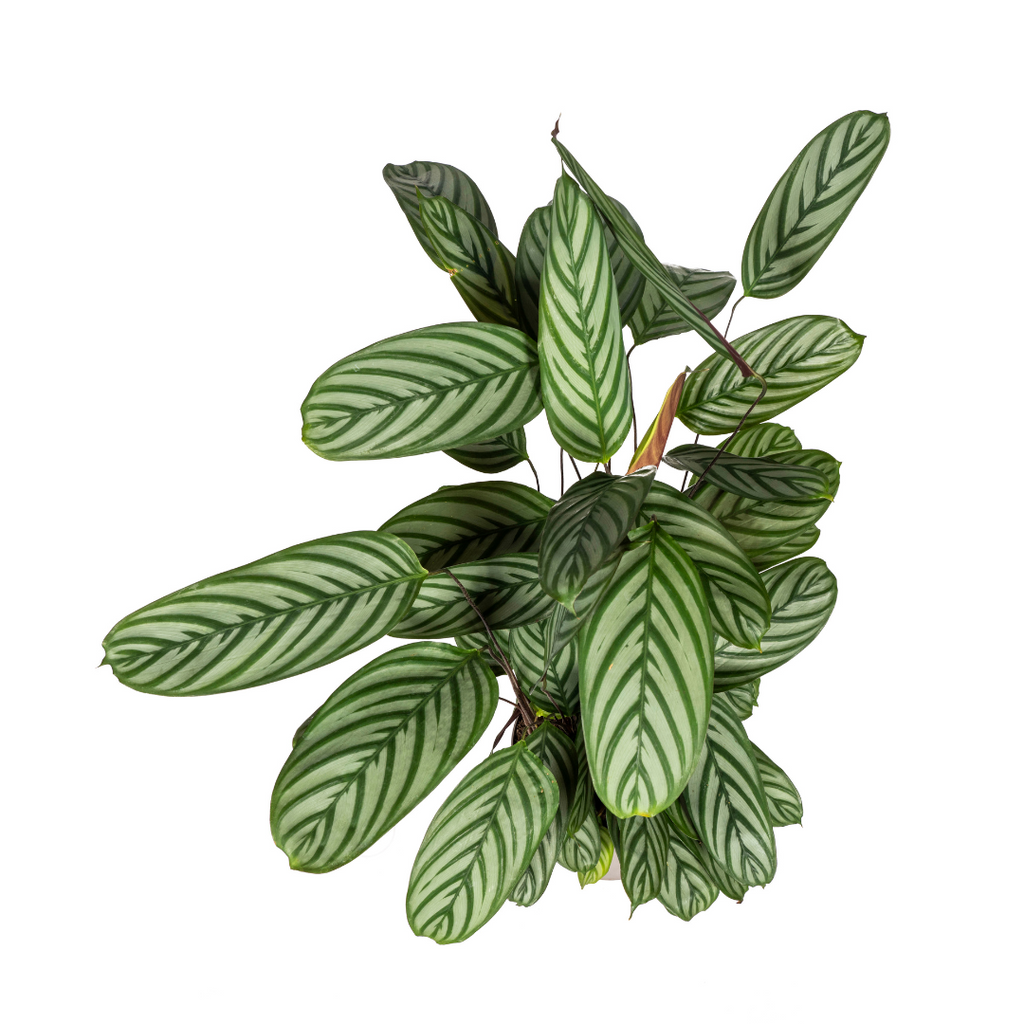 Calathea Oppenheimiana Ø24cm - ↕80 - 100cm