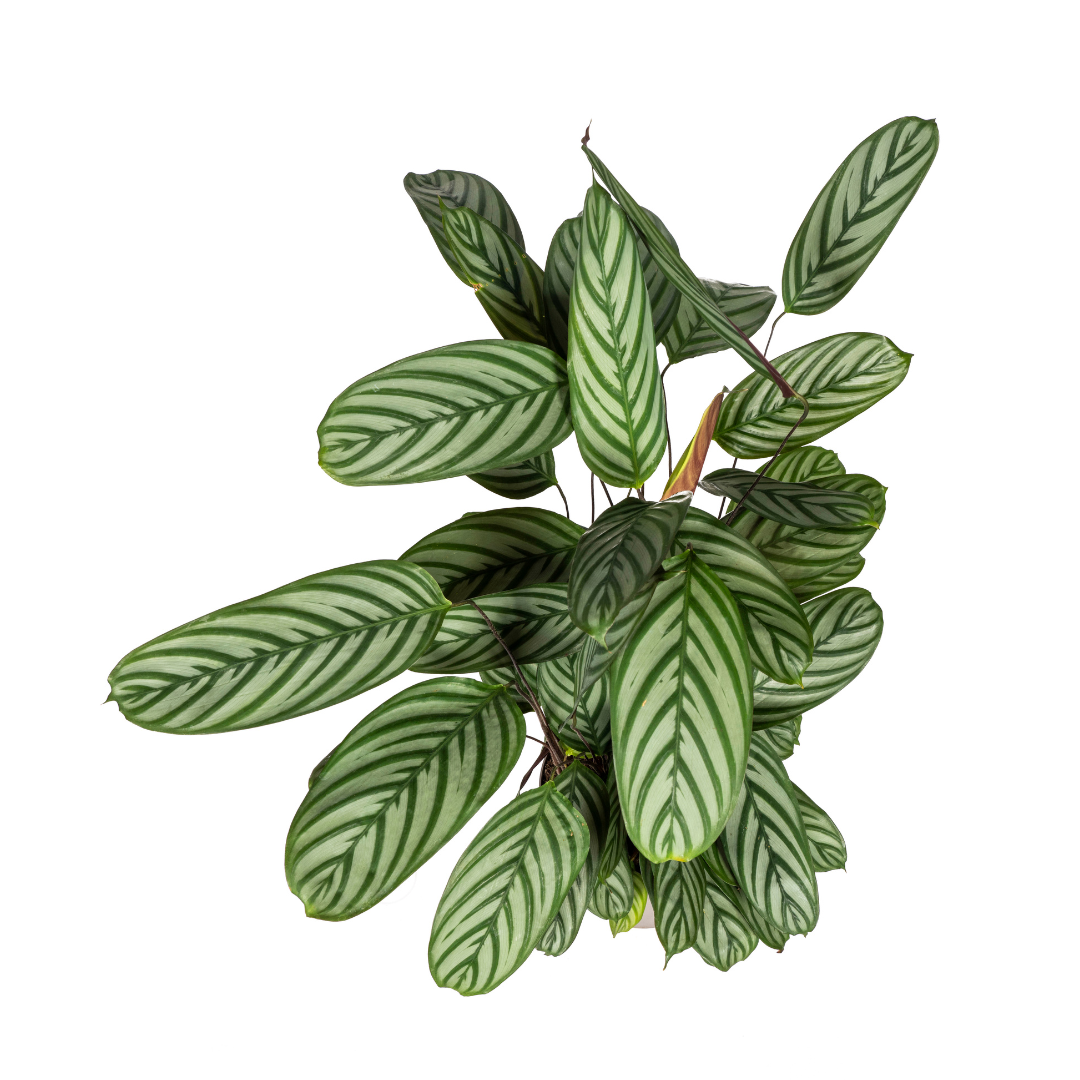 Calathea Oppenheimiana Ø24cm - ↕80 - 100cm
