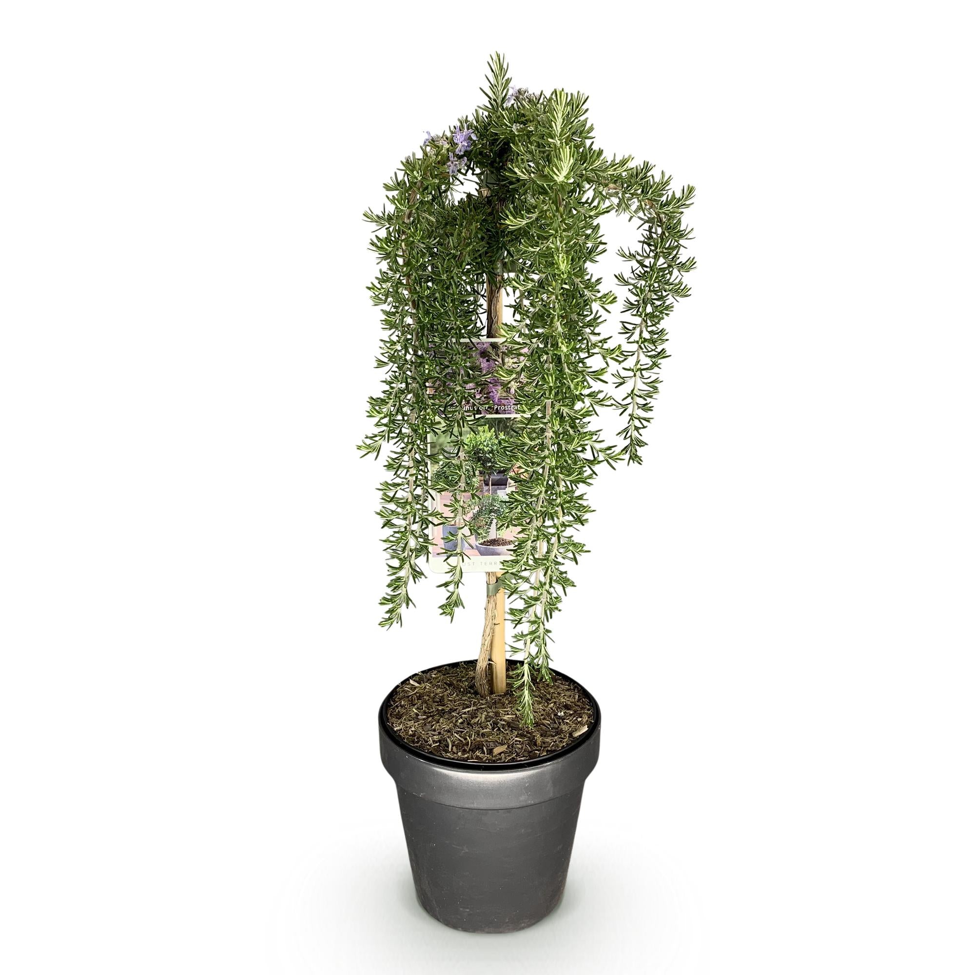 Plant op Stam - Rosmarinus officinalis Prostratus - Terras Plant - Bladhoudend - Winterhard -Paarse Bloem - Pot 19cm Hoogte 70 - 90cm